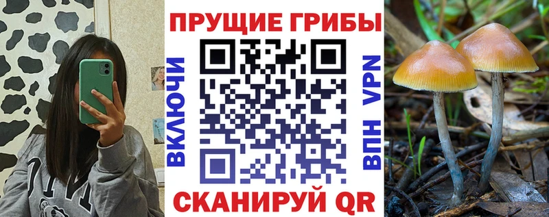 хочу   Ухта  Псилоцибиновые грибы Cubensis 